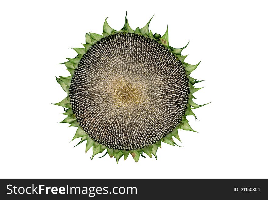 Sunflower with seeds on white background. Sunflower with seeds on white background