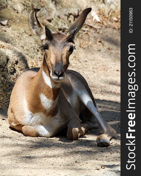 Close Up Portrait Of Young Pronghorn Sitting In Sunshine