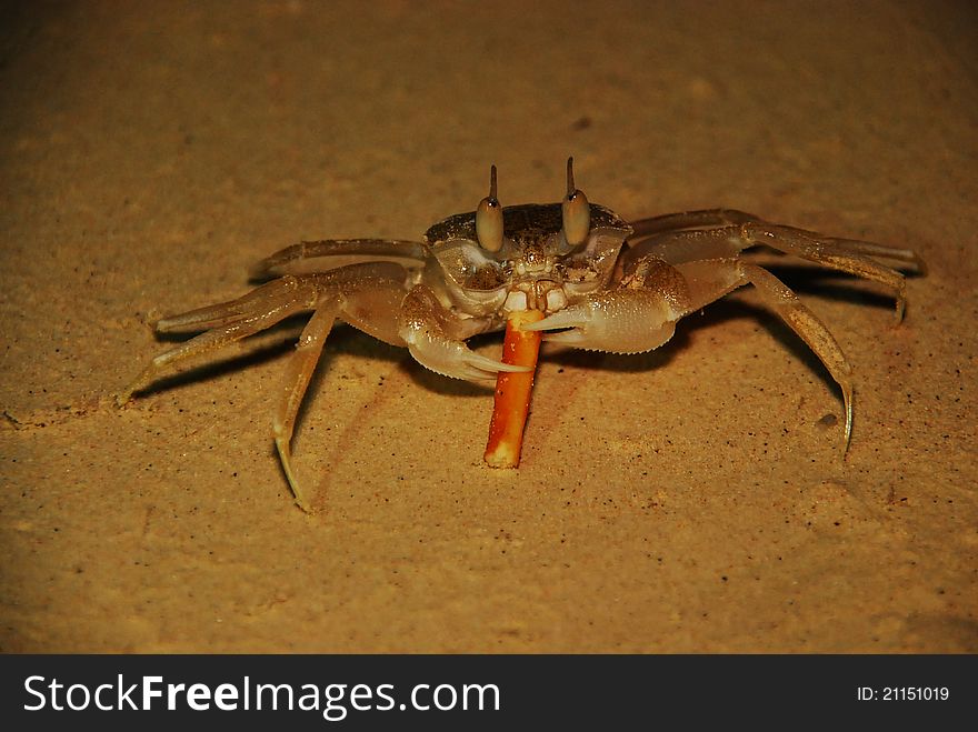 Crab has dinner on the beach at night. Crab has dinner on the beach at night
