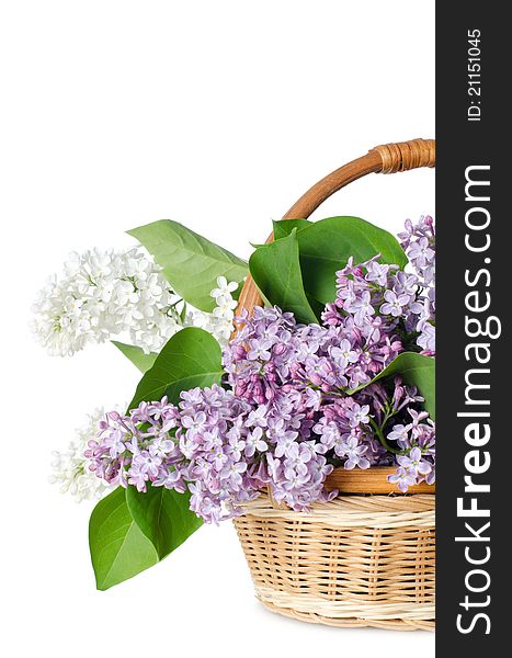 Beautiful lilac isolated on white