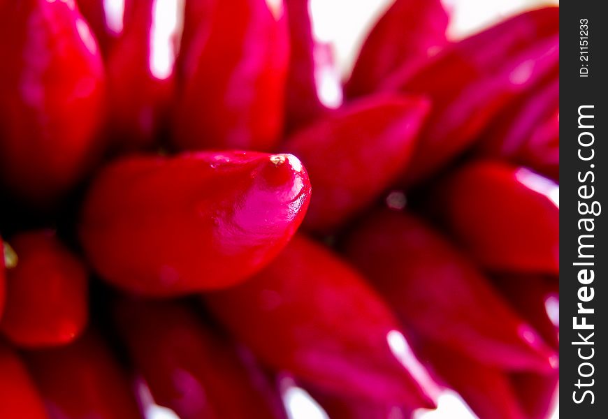 Fresh red peppers from Italy