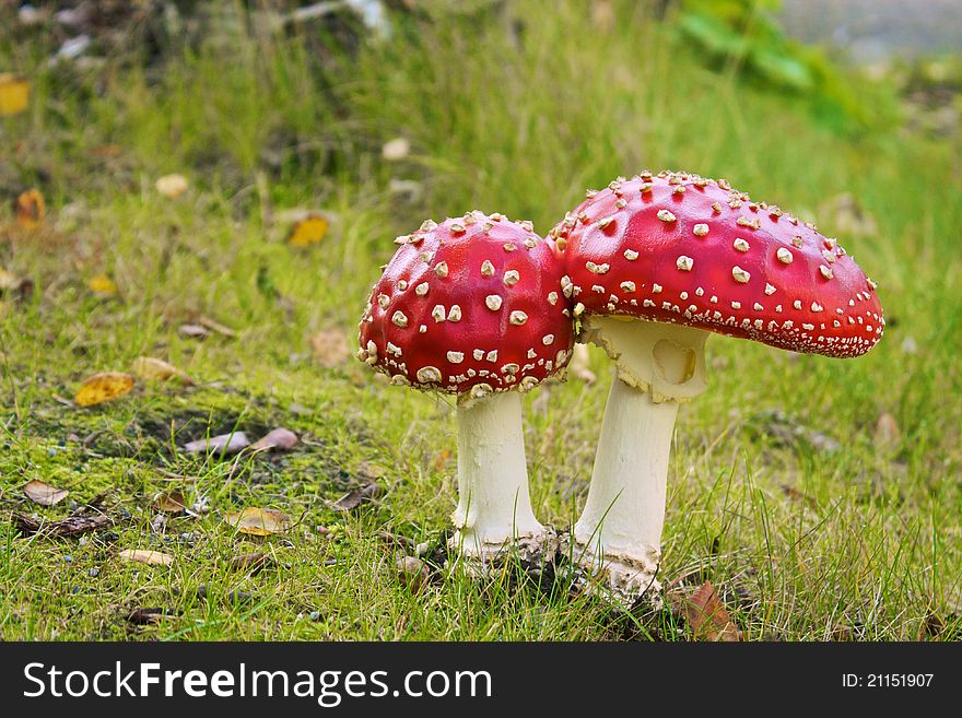 Two amanita muscaria growth on green grass. Two amanita muscaria growth on green grass