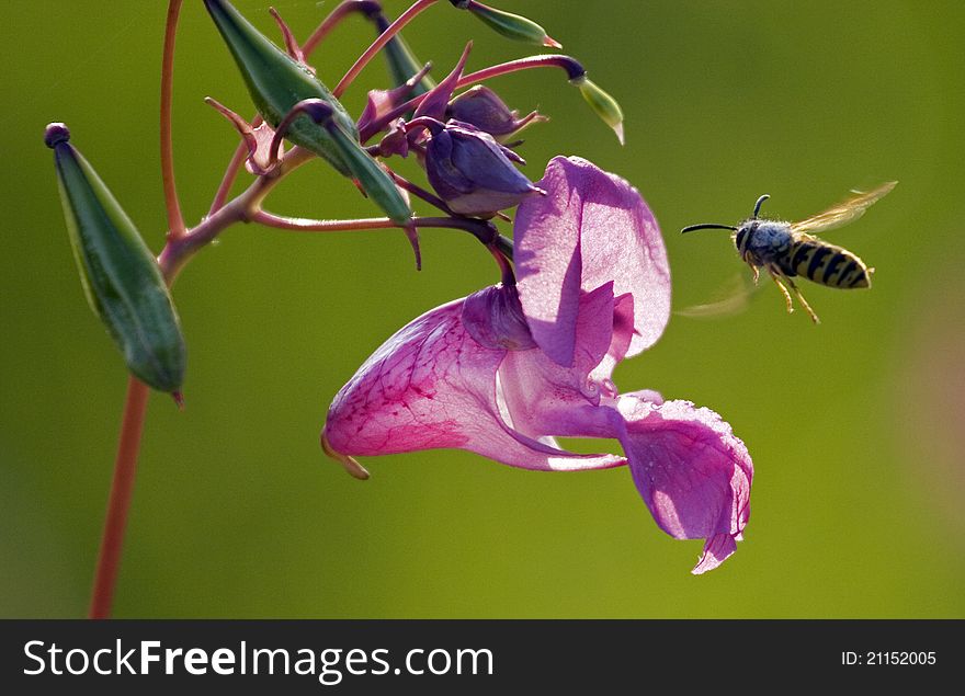 The wasp flies to the flower. The wasp flies to the flower