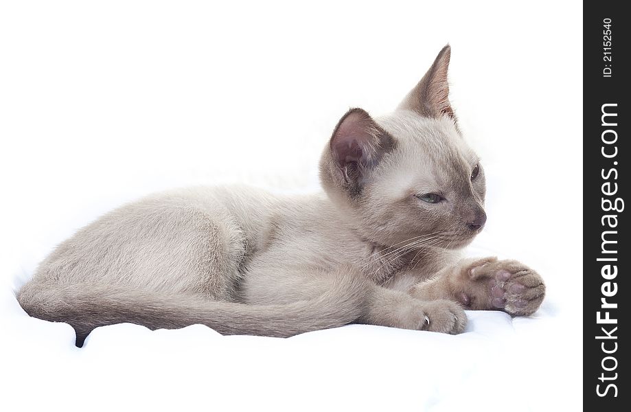 Burmese / Russian Blue cross breed kitten (Felis catus) lying down, isolated on white. Burmese / Russian Blue cross breed kitten (Felis catus) lying down, isolated on white.