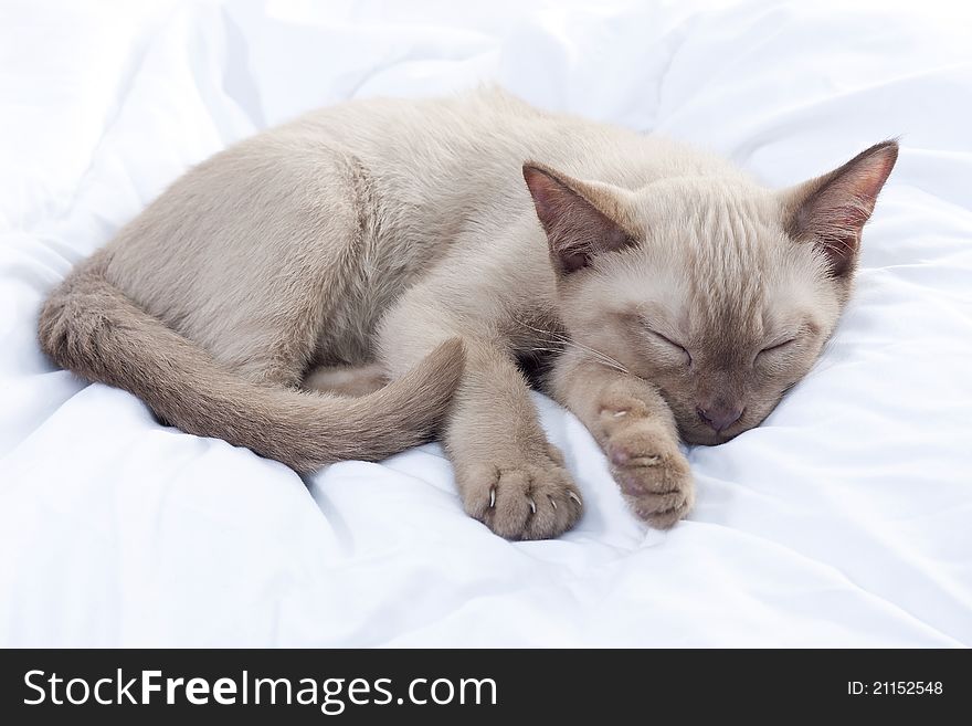 Russian Blue cat sleeping