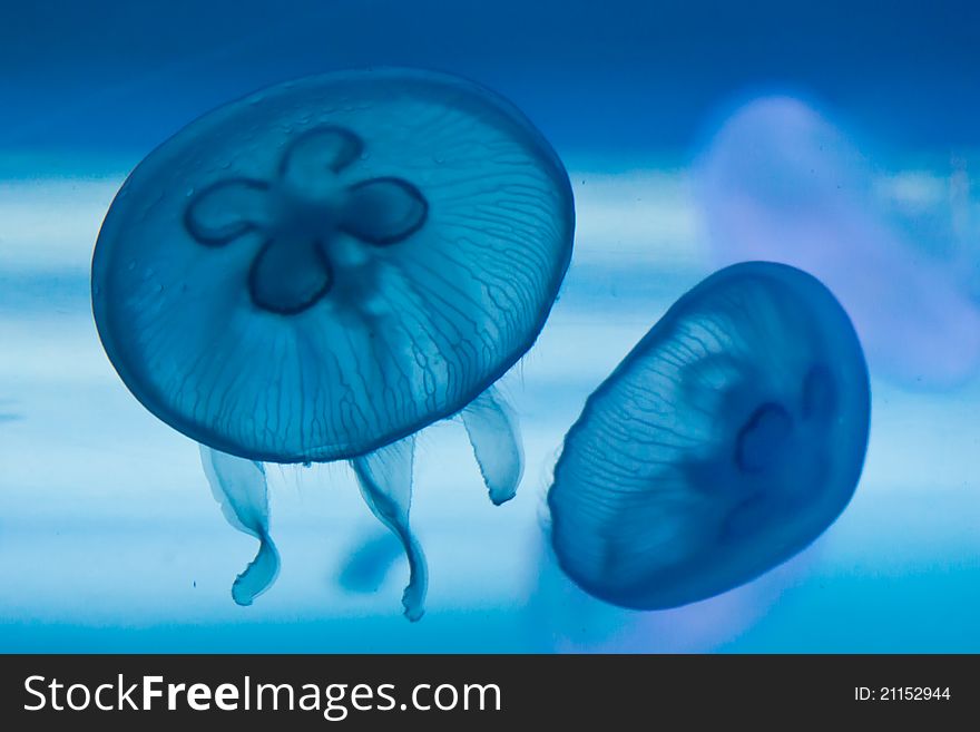 Blue jellyfish