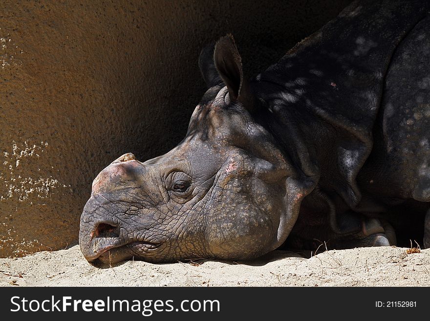 Rhino Taking A Nap In The Sunshine. Rhino Taking A Nap In The Sunshine