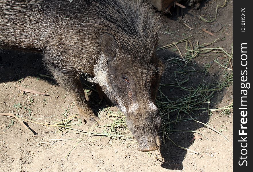 Wild Visayan Warty Pig From Above