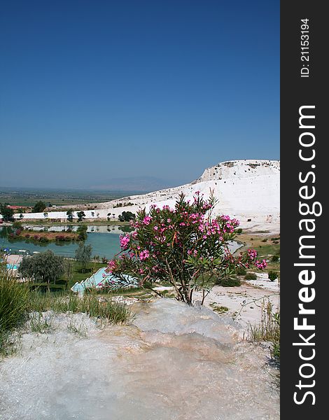 Oleander bush and Pamukkale's white mounts on background