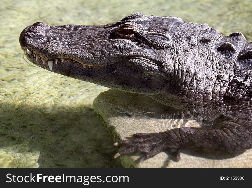 Basking American Alligator Close Up