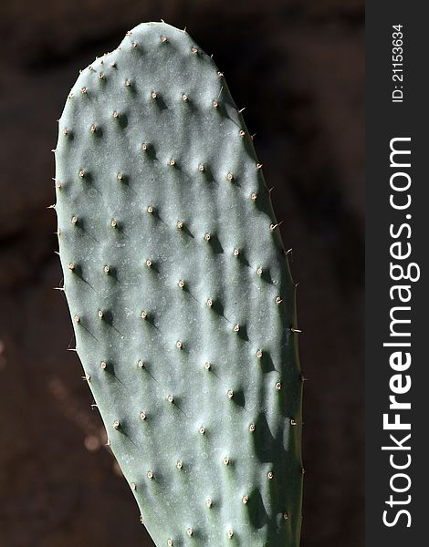 Close Up Detail Of Prickly Pear Cactus Branch