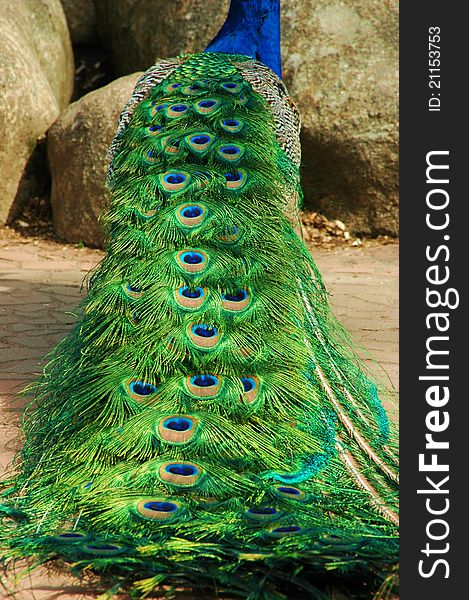 A view of a male peacock's coloful plume of feathers. A view of a male peacock's coloful plume of feathers