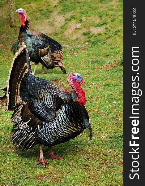 A picture of two turkey's strutting their stuff. A picture of two turkey's strutting their stuff