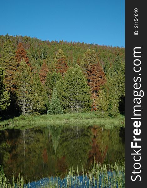 A view of a tree-lined river's edge with reflection. A view of a tree-lined river's edge with reflection