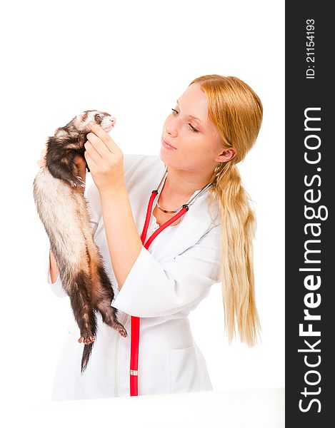 Young veterinarian examines a patient ferret in a clinic. Young veterinarian examines a patient ferret in a clinic