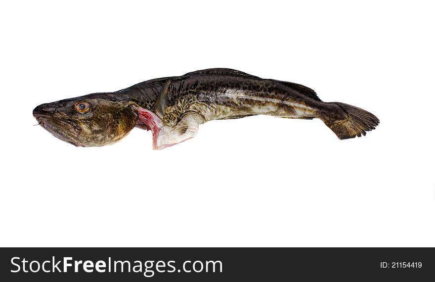 A fresh cod fish isolated on white