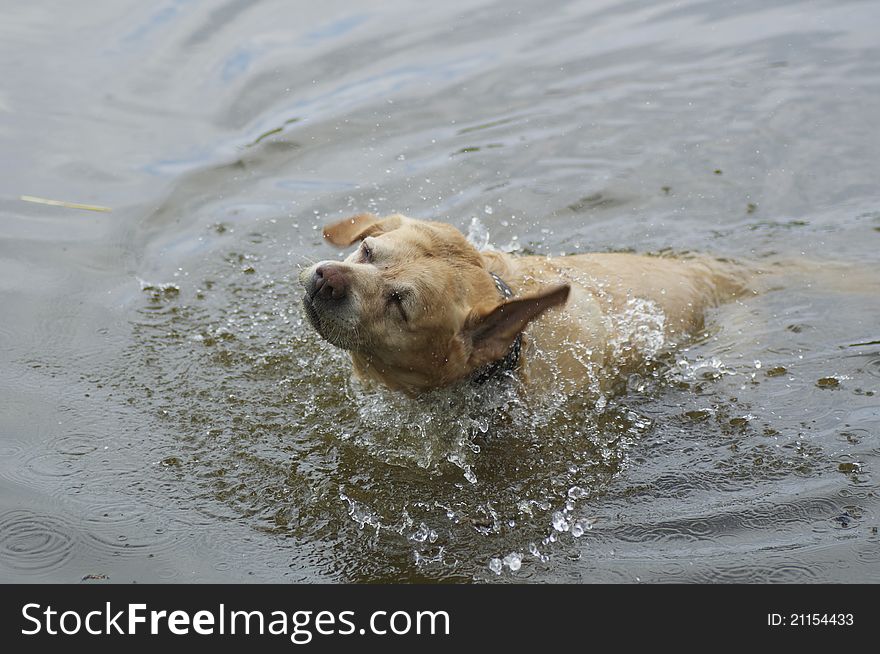 Dog In The Water