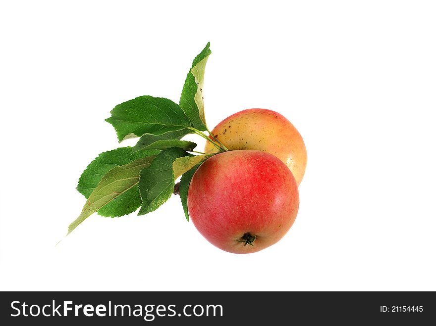 Freshly Picked Organic Apples