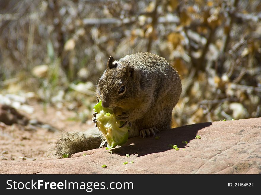 This squirrel was eating what was left of an apple a tourist had thrown down in Zion National Park. This squirrel was eating what was left of an apple a tourist had thrown down in Zion National Park.