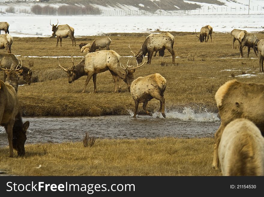 I took this photograph of a herd of elk in Yellowstone National Park. I took this photograph of a herd of elk in Yellowstone National Park.