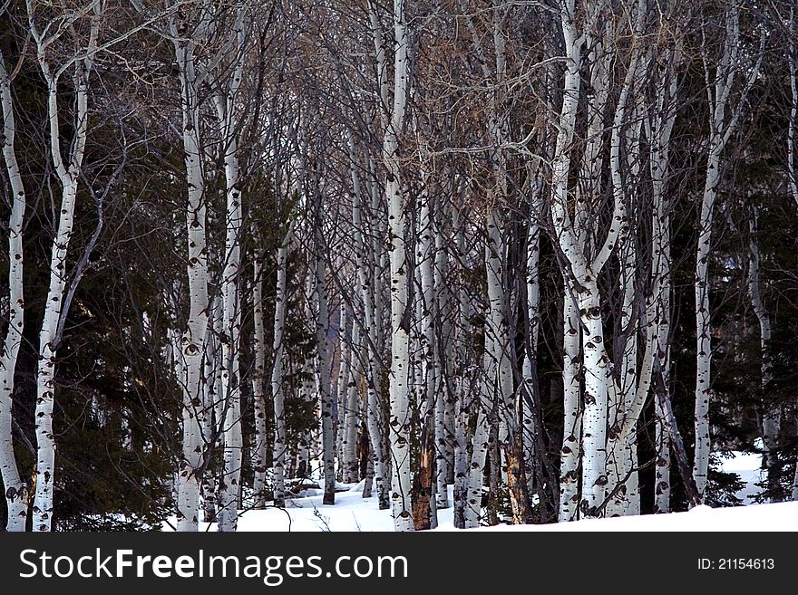 Aspen Grove In Winter