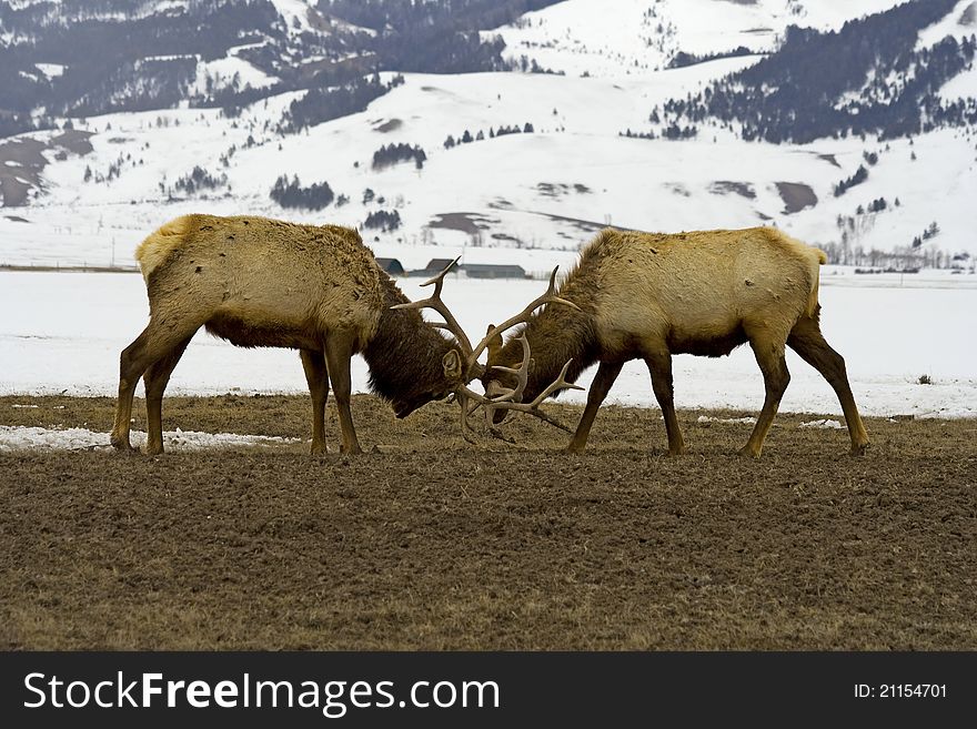 I was lucky enough to catch a photograph of these two elk sparring in Jackson Hole, Wyoming. I was lucky enough to catch a photograph of these two elk sparring in Jackson Hole, Wyoming.