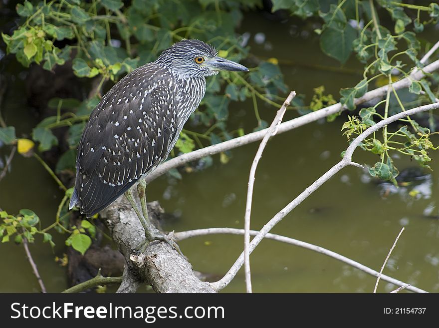 I photographed this juvenile Black-Crowned Night Heron in a swampy area near Baton Rouge, Louisiana.