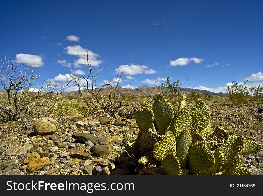 Cactus In Death Valley