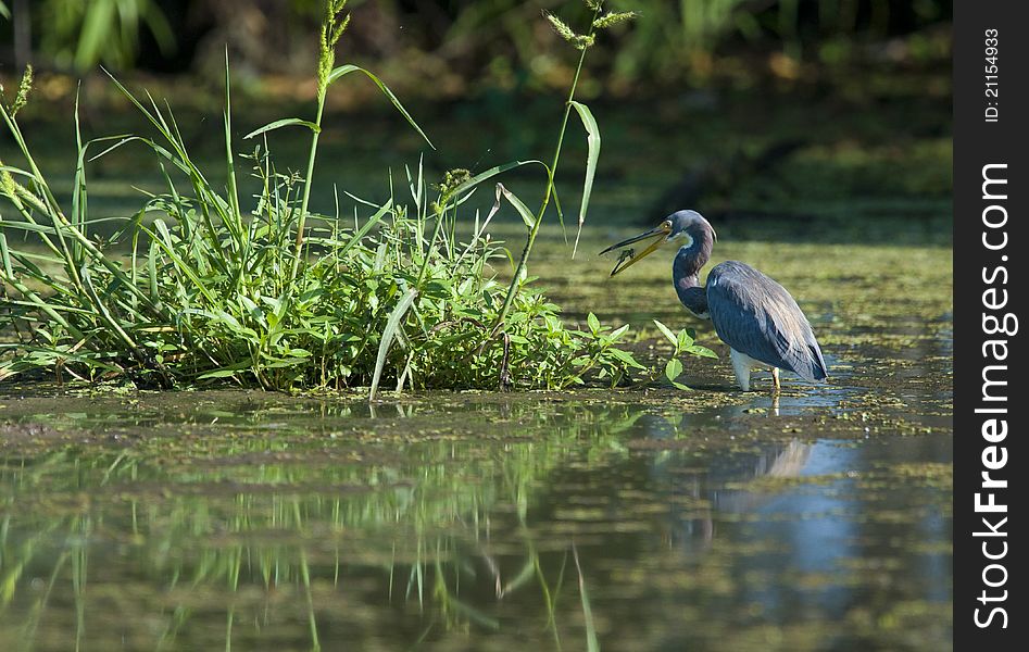 Heron Eating Dragonfly