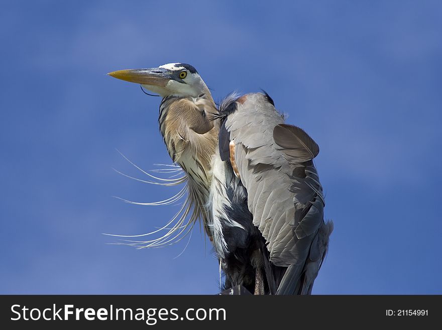 Great Blue Heron in Wind