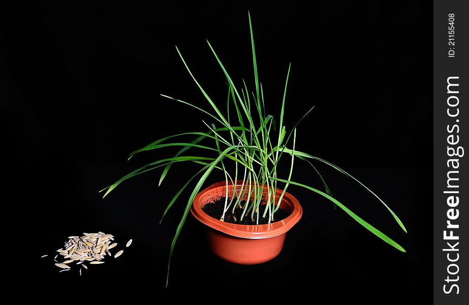 Green shoots of oats in pot and oat seeds on black background