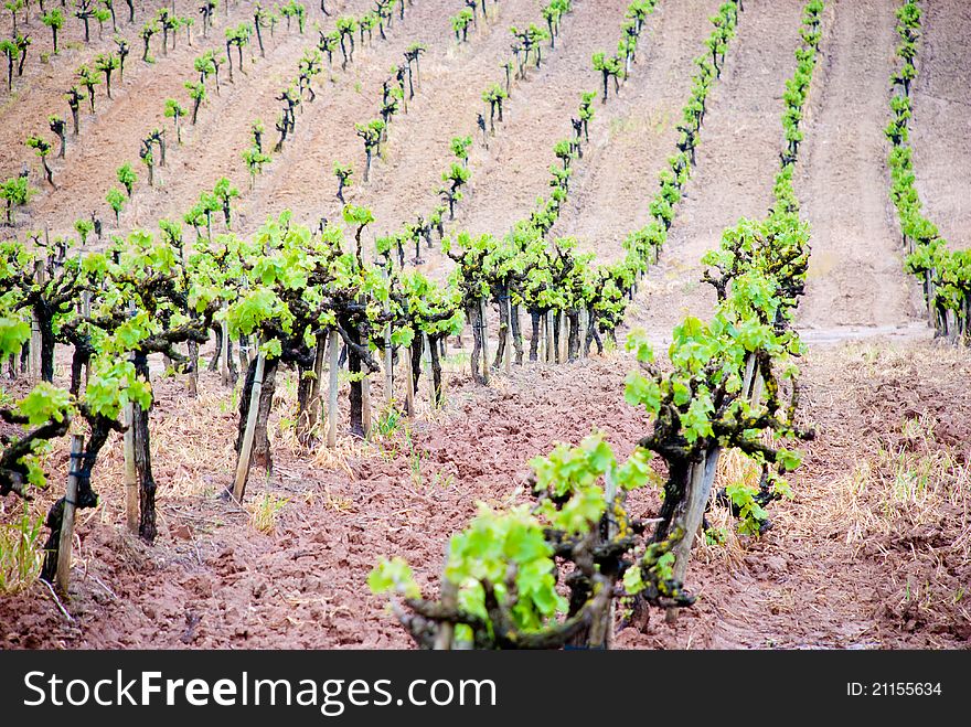 Patterned vineyard in rural countryside. Patterned vineyard in rural countryside