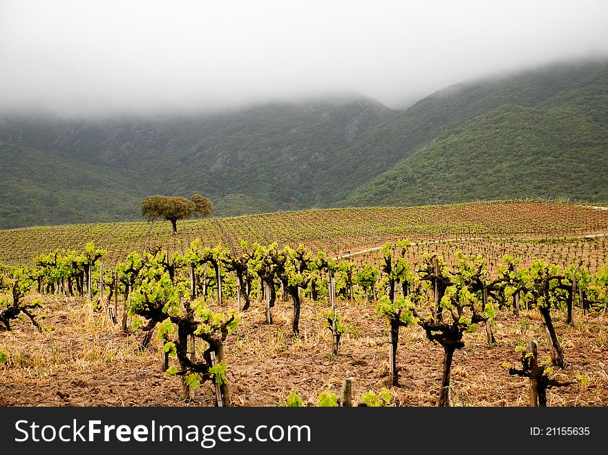 Portuguese vineyard and cork