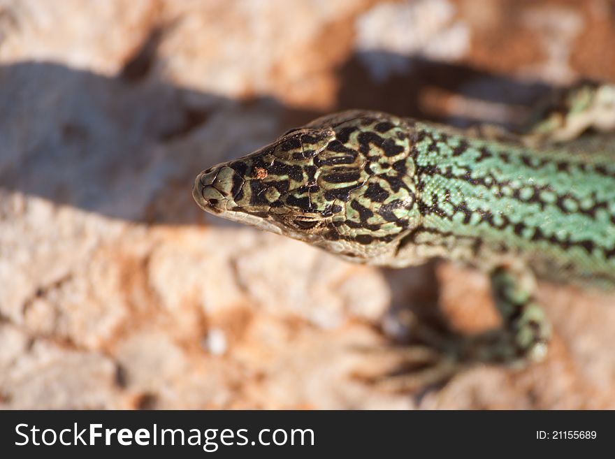 Formentera's endemic species of green lizard (Podarcis pityusensis). Balearic islands. Spain. Formentera's endemic species of green lizard (Podarcis pityusensis). Balearic islands. Spain