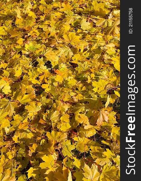 Autumn yellow maple leaves background. Autumn yellow maple leaves background