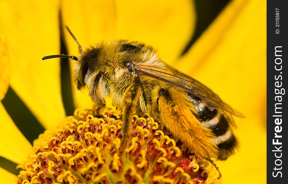 Bumblebee on flower, macro shot
