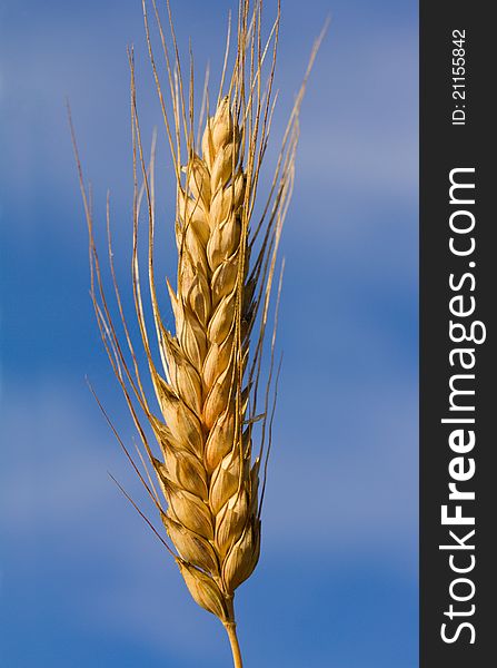 Close-up ear of wheat against blue sky