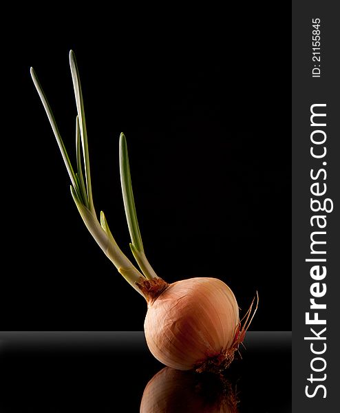 Onion sprout, with reflection and black background. Onion sprout, with reflection and black background.