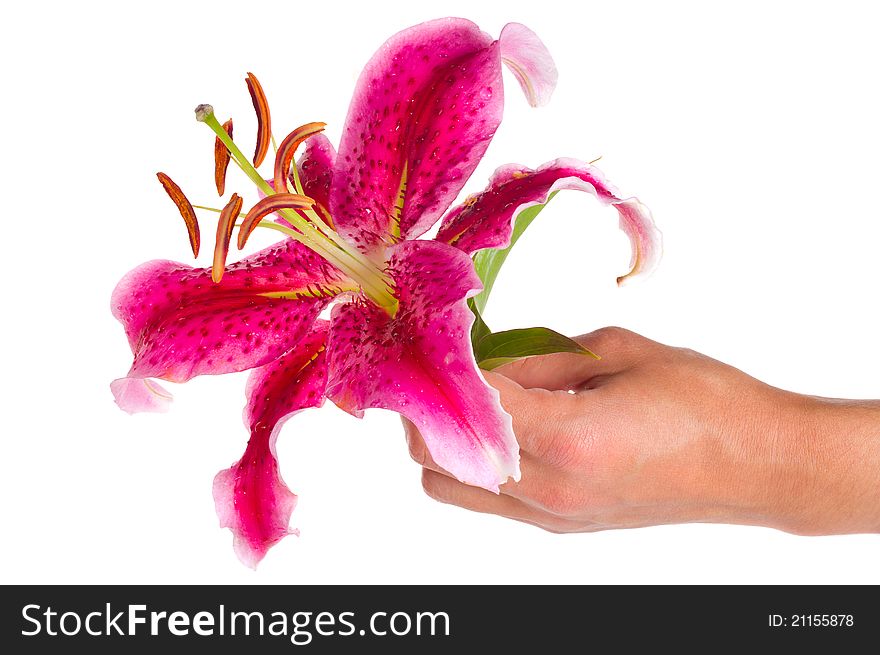 Close-up pink lily in hand, isolated on white