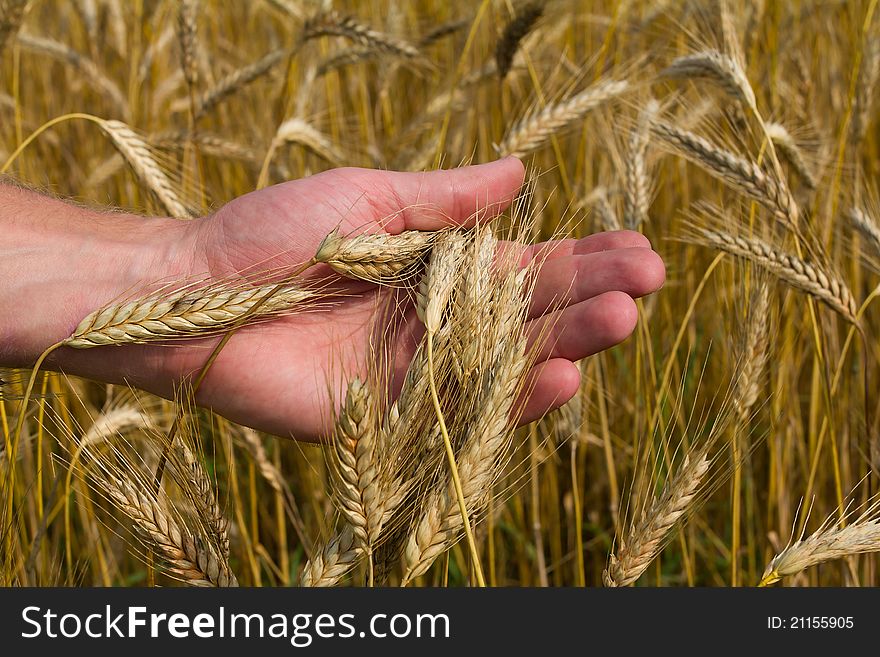 Close-up ears of ripe wheat in hand