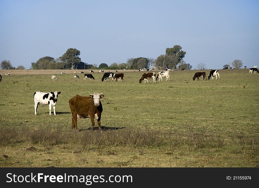 Many holando-argentino and braford cows grazing on a field at Argentina