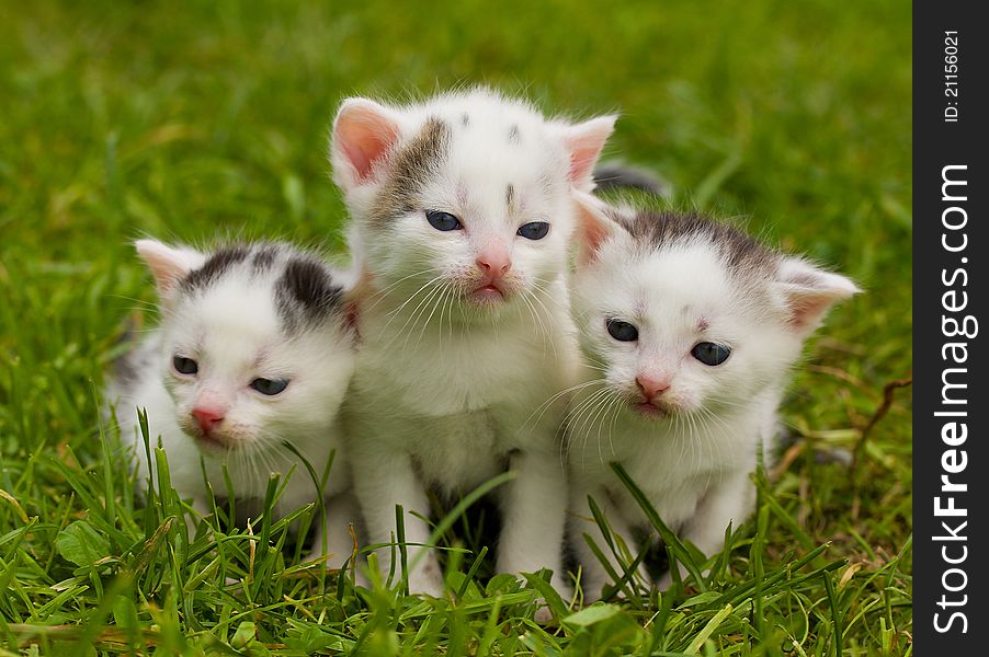 Close-up black and white kittens on green grass