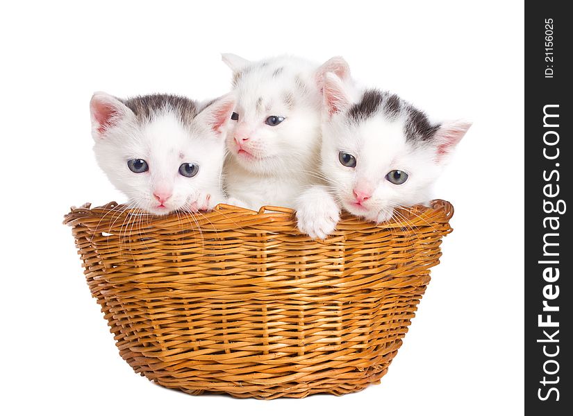 Close-up three kittens sitting in basket, on white