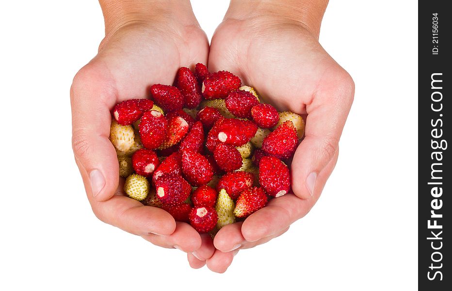 Close-up wild strawberries in woman hands, isolated on white