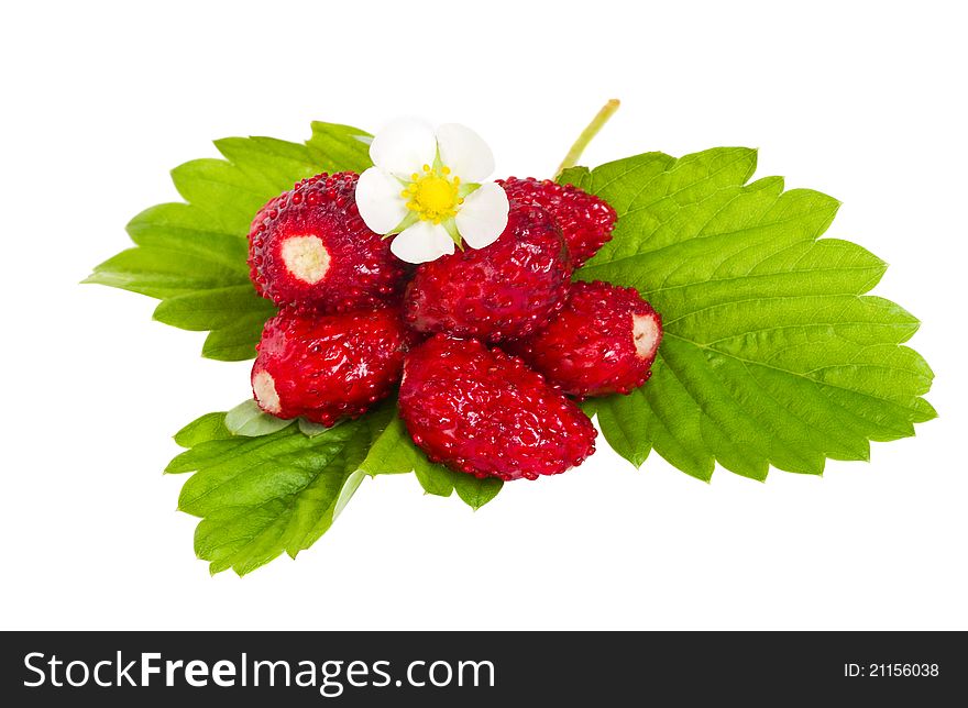 Wild strawberries with flower and leaves