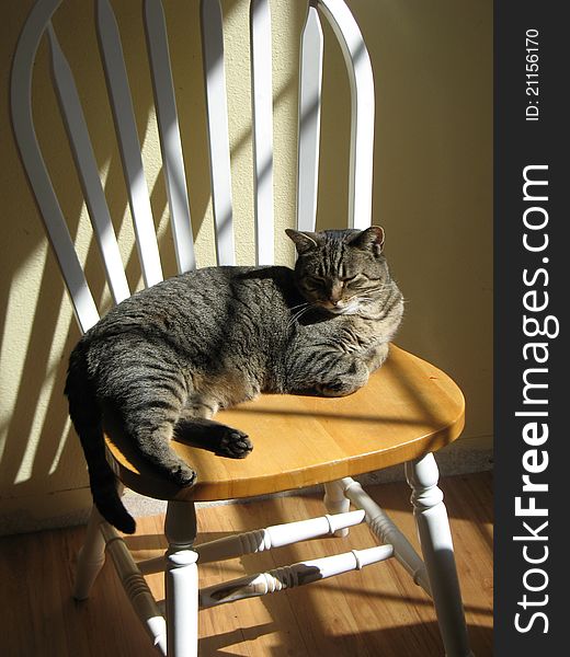 Artistic picture of tigerprint domestic cat sleeping in chair with filtered light and shade. Artistic picture of tigerprint domestic cat sleeping in chair with filtered light and shade.