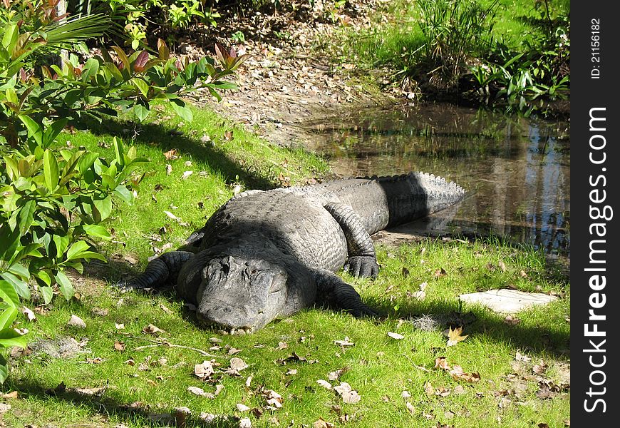 Large Florida aligator at Silver Springs.