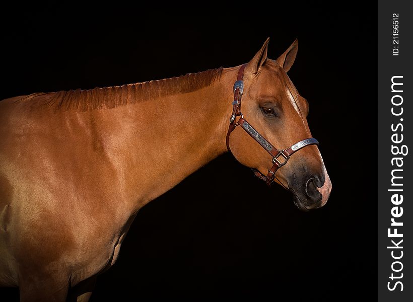 Profile of red dun quarter horse ready for the show ring. Profile of red dun quarter horse ready for the show ring.