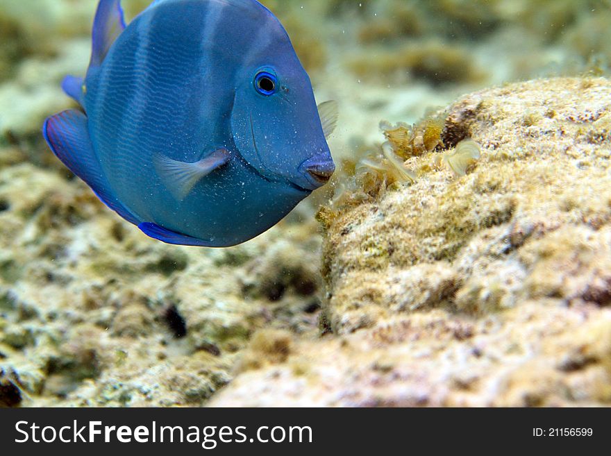 The closeup underwater image of blue tang fish