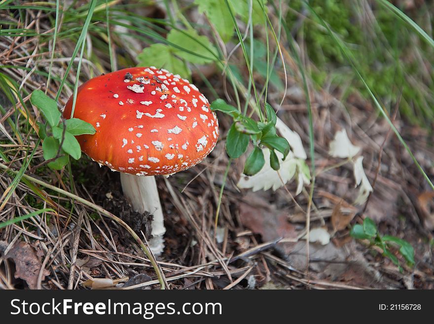 Red fly agaric in a grass in wood